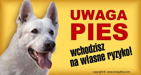 WHITE SWISS SHEPHERD DOG 01 - Tabliczka 28x15cm