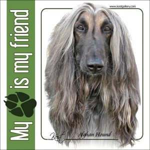 AFGHAN HOUND 01 - Nalepka 14x14cm