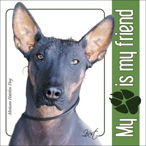 MEXICAN HAIRLESS DOG 01 - Nalepka 14x14cm