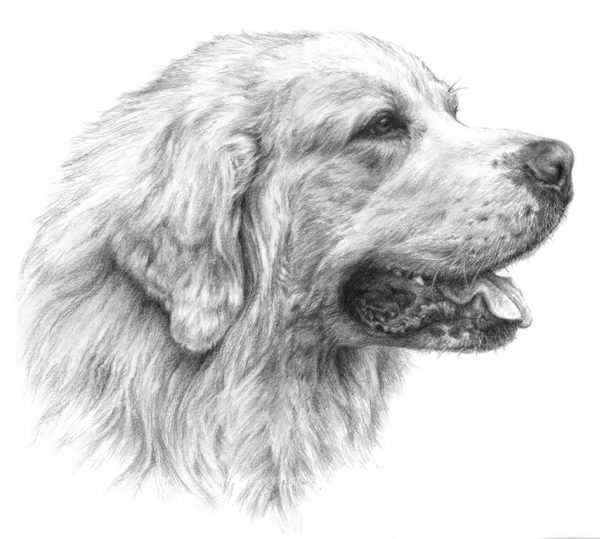 TATRA SHEPHERD DOG 01 - Rysunek