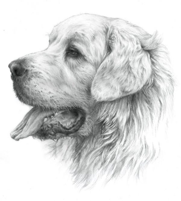 TATRA SHEPHERD DOG 02 - Rysunek