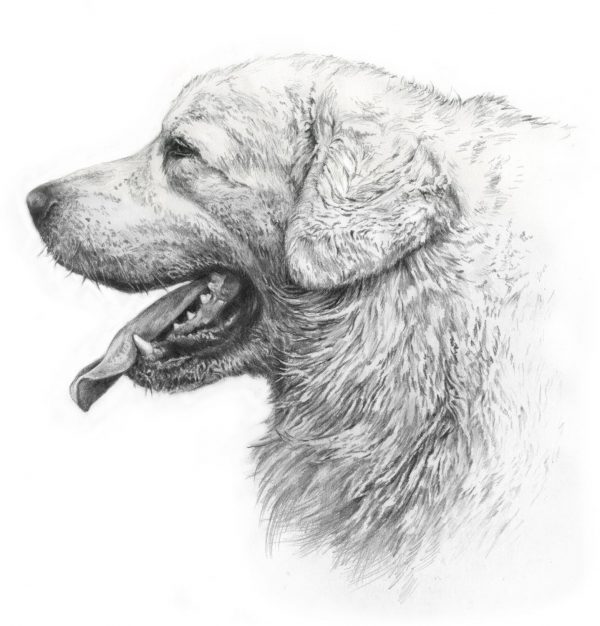 TATRA SHEPHERD DOG 03 - Rysunek