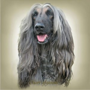 AFGHAN HOUND 01 - Zdjęcie