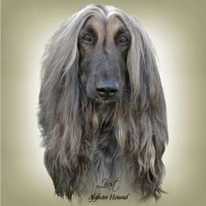 AFGHAN HOUND 02 - Zdjęcie