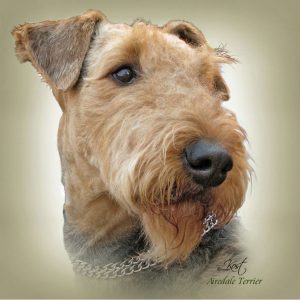 AREIDALE TERRIER 01 - Zdjęcie