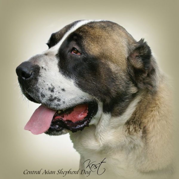 CENTRAL ASIAN SHEPHERD DOG 01 - Zdjęcie