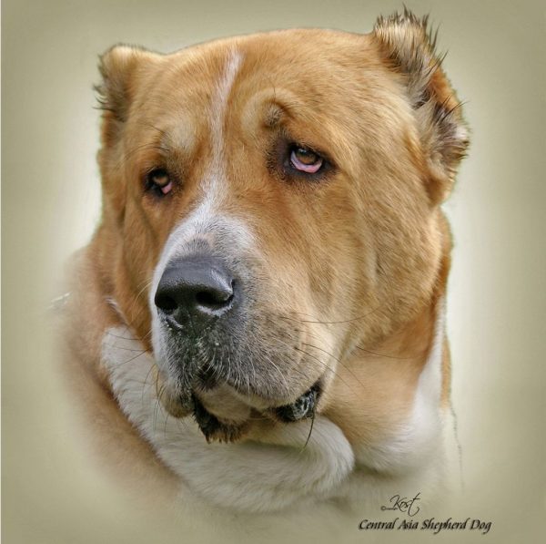 CENTRAL ASIAN SHEPHERD DOG 02 - Zdjęcie