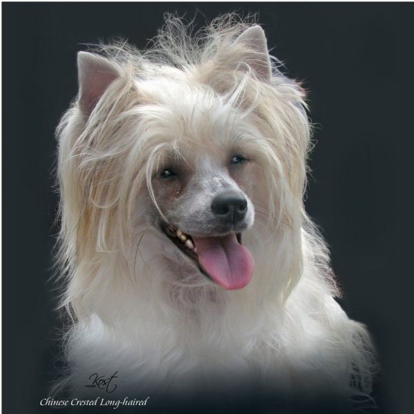 CHINESE CRESTED DOG 01 - Zdjęcie