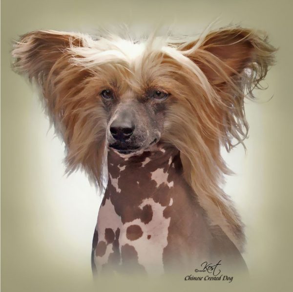 CHINESE CRESTED DOG 02 - Zdjęcie