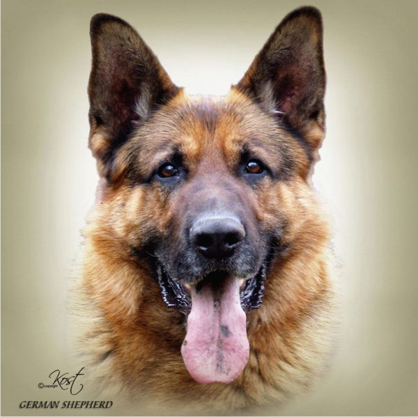 GERMAN SHEPHERD DOG 02 - Zdjęcie
