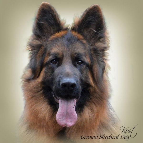 GERMAN SHEPHERD DOG LONG-HAIRED 01 - Zdjęcie