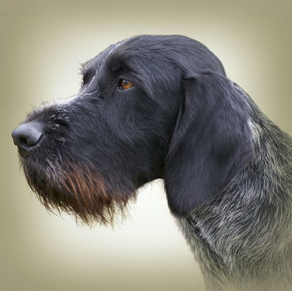 GERMAN WIRE-HAIREG POINTING DOG 01 - Zdjęcie
