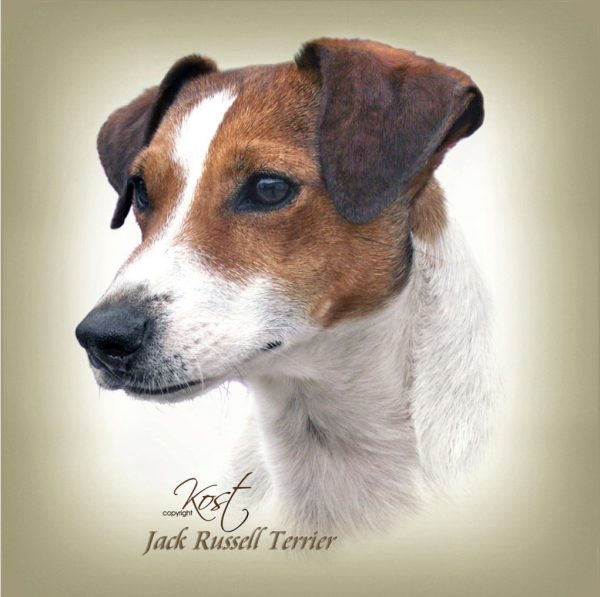 JACK RUSSELL TERRIER SHORT-HAIRED 01 - Zdjęcie