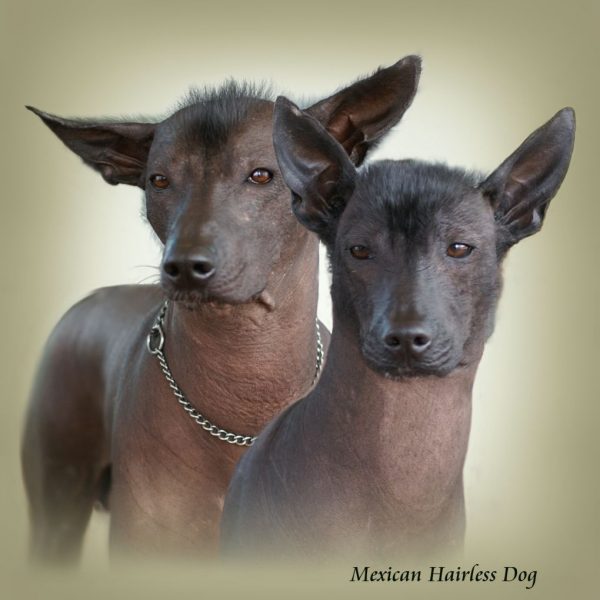 MEXICAN HAIRLESS DOG 01 - Zdjęcie