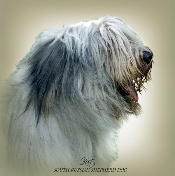 SOUTH RUSSIAN SHEPHERD DOG 01 - Zdjęcie