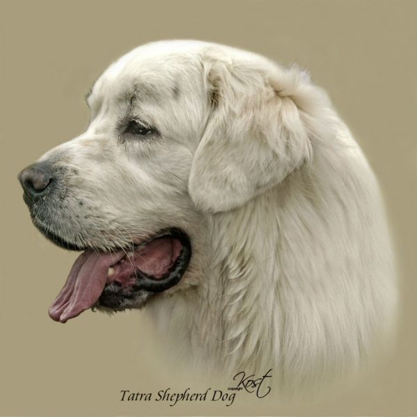 TATRA SHEPHERD DOG 01 - Zdjęcie