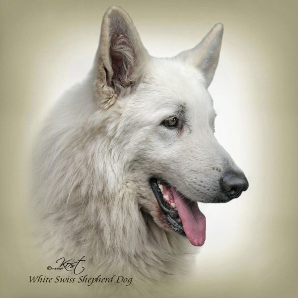 WHITE SWISS SHEPHERD DOG 01 - Zdjęcie