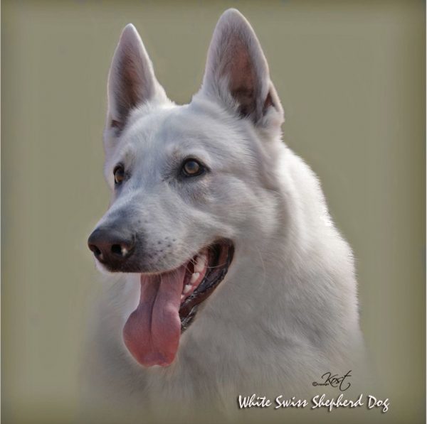 WHITE SWISS SHEPHERD DOG 02 - Zdjęcie