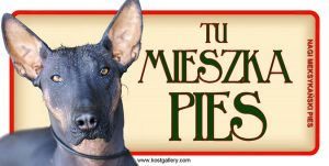 MEXICAN HAIRLESS DOG - Tabliczka 18,5x9,5cm.jpg