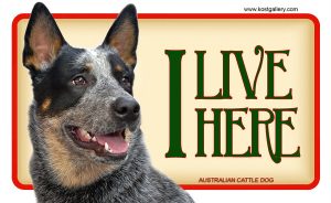 AUSTRALIAN CATTLE DOG – Tabliczka 18x11cm
