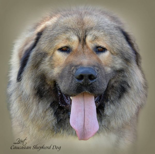CAUCASIAN SHEPHERD DOG 05 - Zdjęcie