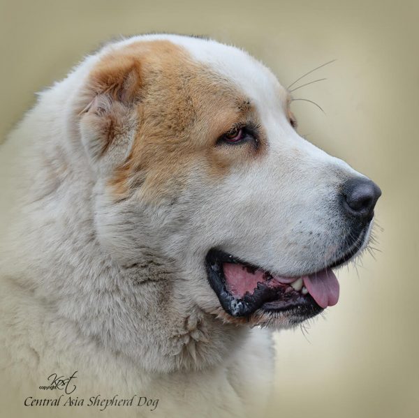 CENTRAL ASIA SHEPHERD DOG 03 - Zdjęcie