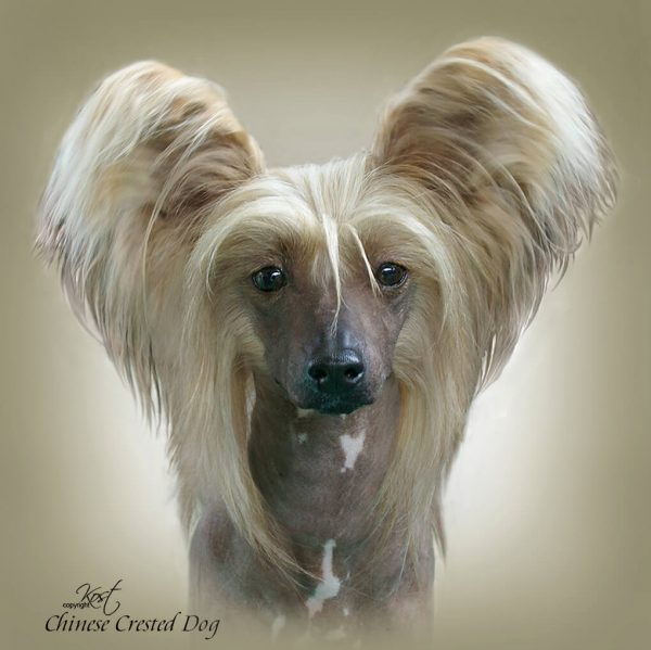 CHINESE CRESTED DOG 04 - Zdjęcie