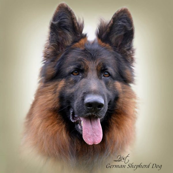 GERMAN SHEPHERD DOG LONG-HAIRED 02 - Zdjęcie