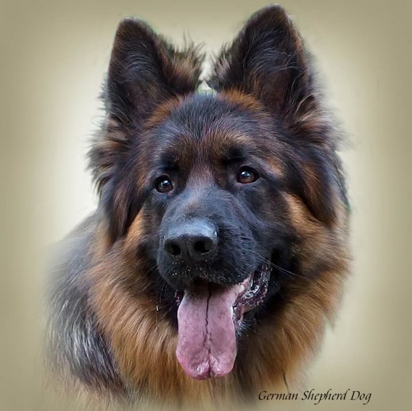 GERMAN SHEPHERD DOG LONG-HAIRED 03 - Zdjęcie