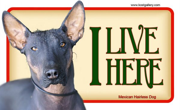 MEXICAN HAIRLESS DOG – Tabliczka 18x11cm