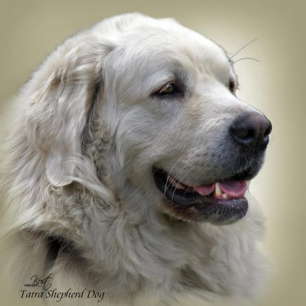 TATRA SHEPHERD DOG 03 - Zdjęcie